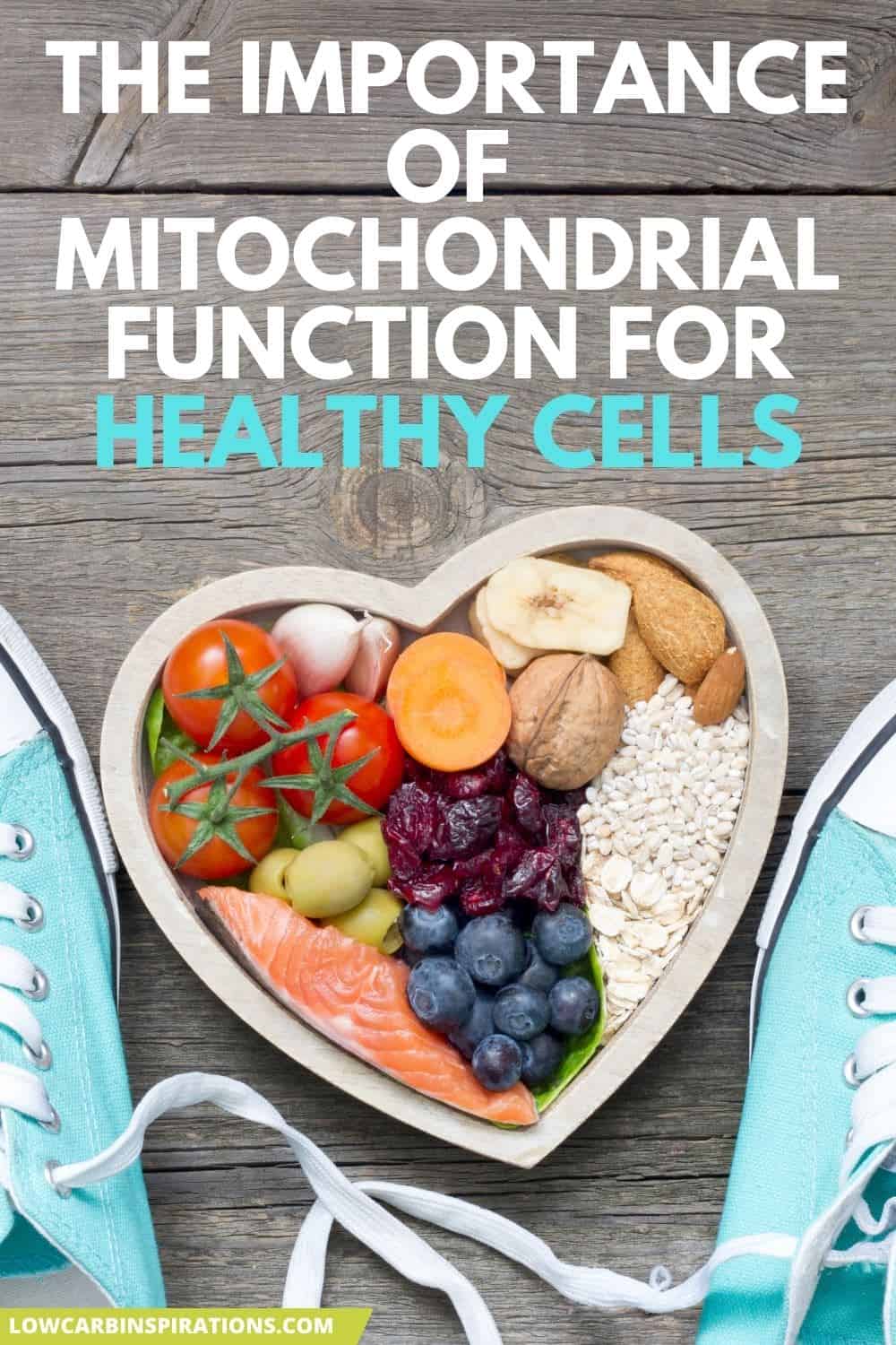 The Importance of Mitochondrial Function for Healthy Cells